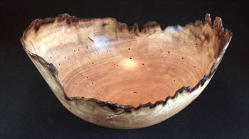 from the very base of the First Tulip Poplar